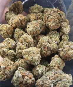 Acheter Afghan Haze