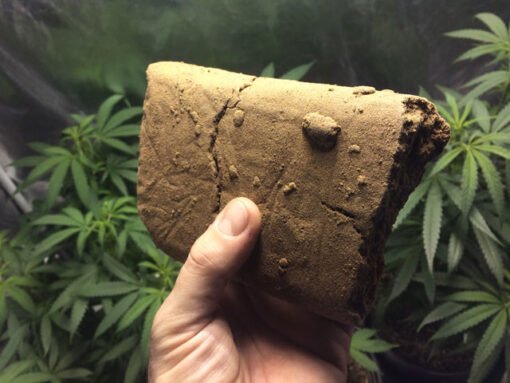 Acheter Hacher CBD