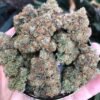 Girls Scout Cooki
