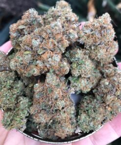 Girls Scout Cooki