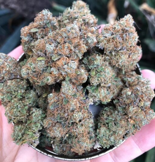 Girls Scout Cooki