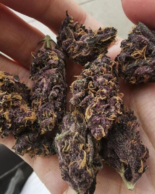 Purple OG Kush